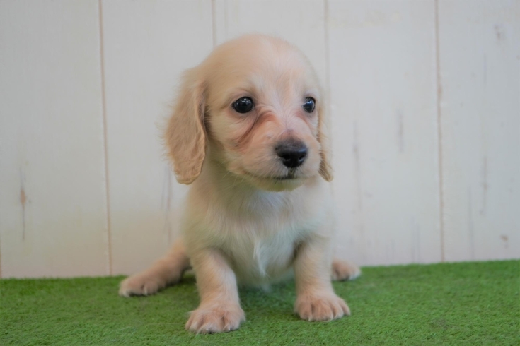 「ミニチュアダックス子犬情報」