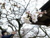 市役所の方が来られて、開花を確認中！「新見市開花宣言！！」
