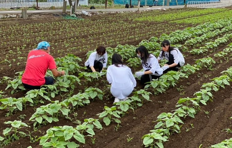 船橋ひまわり娘が 船橋の畑に ヒマワリの種を植えた というお話 船橋トピックス 身近にあるニュースを日々お届け まいぷれ 船橋市