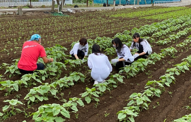 船橋ひまわり娘が 船橋の畑に ヒマワリの種を植えた というお話 船橋トピックス 身近にあるニュースを日々お届け まいぷれ 船橋市 船橋ひまわり娘が 船橋の畑に ヒマワリの種を植えた というお話 船橋トピックス 身近にあるニュースを日々お届け まいぷれ 船橋市