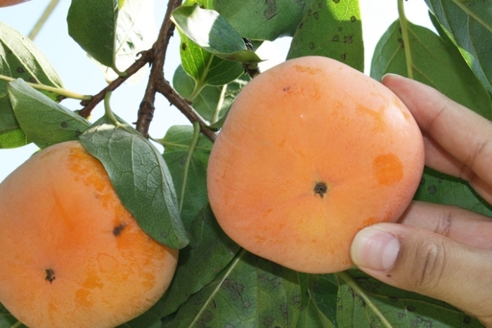 鴻巣柿出荷組合 次郎柿 7 5kg ふるさと納税で日本を元気に 鴻巣市 こうのす広場 鴻巣市 鴻巣柿出荷組合 次郎柿 7 5kg ふるさと納税で日本を元気に 鴻巣市 こうのす広場 鴻巣市