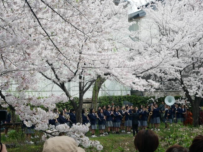 2024年4月8日撮影「▶ふしみ街角ウオッチング　＠第18回 桃山語り部の道『桜まつり』」