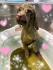 ハーブパック中♡♡「お友達♡ Dog salon mofu mofu 余市町」