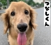 「保護犬猫団体【にくきゅうライフ】🐶🐱」