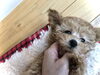 ｌuｎａ「ぱぱ＆まま募集中　♪( ´θ｀)」