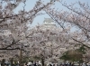 三の丸広場 姫路のお花見おすすめスポット特集 桜が綺麗な花見スポットをご紹介 まいぷれ 姫路