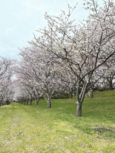 「５月良い季節になりましたね」