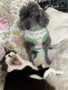 ミャーちゃんがソックス似合うニャンって言ってます「看板犬のブルースです」