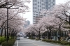 Jr川崎駅西口の桜並木 幸区 お花見するならここ 川崎市の 桜 特集 年 まいぷれ 川崎市