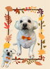「Dog salon mofu mofu　余市町」
