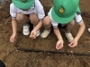 「年長さん秋の収穫を楽しみに植えました！」