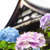 梅雨の中　境内を彩るあじさいが咲き誇る