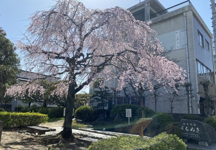 「うちぬきと桜のコラボ♪」