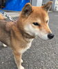 「【西条市下島山甲４４７番地付近】迷い犬を保護しています！（※玉津駐在所近辺）」