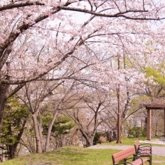 小樽公園