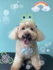 「可愛い子ちゃん♡ Dog salon mofu mofu 余市町」