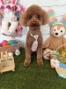 トイプードル　カット「🐶トイプードル、チワマル、トリミングのお友達🐣」