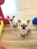 きなちゃんとおもちちゃん「ましゅまろ幼稚園　^ - ^」
