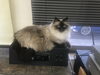 よくこの場所から外眺めてますね「ねこ」