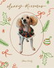 「Dog salon mofu mofu　余市町」