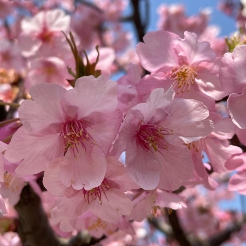 「〈春限定〉さくらブレンド🌸　店内で焙煎した珈琲豆で作ったコーヒードリップバッグは、手軽に本格的なコーヒーが楽しめてギフトにも最適です　生豆から受注焙煎いたします【キャンブレムグリーン珈琲焙煎所】津田沼駅南口すぐモリシア内」