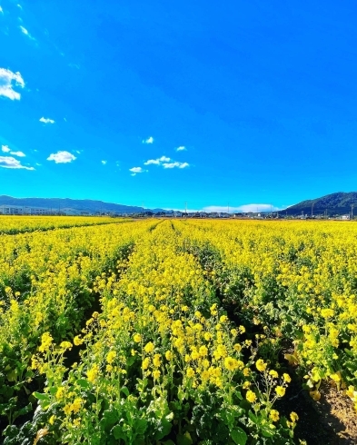 近くの鴨川に菜の花ロードフェア開催中、3月まで「2023全国旅行支援地域限定クーポンの電子クーポンについて」