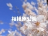 相模原公園