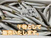 「本日鮮魚入荷致しました」