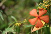 「山野草公園の花々と、麓に舞うパラグライダー」