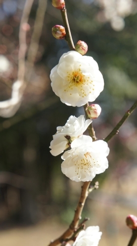 「向山梅林園・開花情報20日」