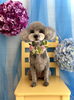 プリンちゃん「わんこと紫陽花」