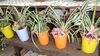 ミニ観葉植物アレンジ植え「本日入荷の観葉植物たちです」