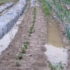 就労継続支援B型フレーベル_じゃがいも植え_水巻は天然の雨！「畑も春本番！じゃがいも植えと成長のご報告🥔✨」