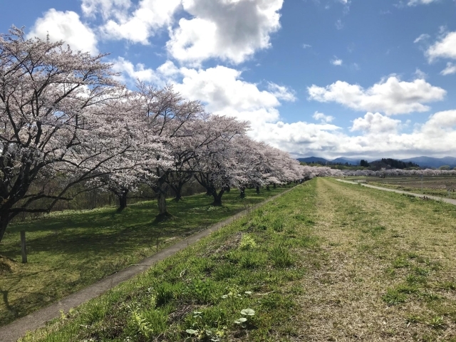 雫石 雫石川園地 お花見特集 まいぷれ 盛岡 滝沢 二戸 八幡平 雫石