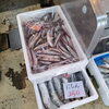 「ハタハタが無くなるギリギリで入荷しました🐟️」