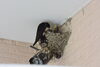 餌をやる親鳥「燕の雛４羽確認しました。」