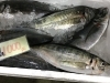 「魚魚市場鮮魚コーナーおすすめは「マテ貝」です♪」