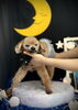 ミルキーくん　可愛いシニアわんこ♡「お月さまとわんこ🌛」