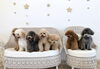 ハッピーちゃん♡くまくん♡ぷっかくん「ましゅまろ幼稚園🐾お友達たくさんDAY🐶🐶🐶🐶🐶」