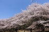 まだまだある お花見スポット 上尾市編 上尾市 桶川市お花見スポット まいぷれ 上尾 桶川