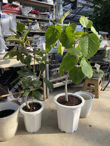 植え替え後「植え替えのご依頼🪴」