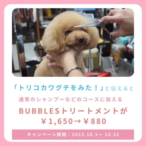 「BUBBLES DOG【お得なキャンペーンのご紹介】」