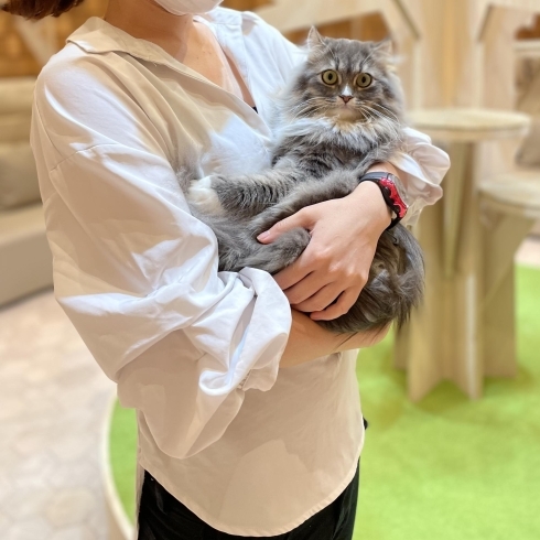 抱っこチェキ販売会 宮崎ナナイロ メガドンキ にある猫カフェ 漫画 ドリンクバー ワークプレイス 猫カフェmocha モカ のニュース まいぷれ 宮崎 抱っこチェキ販売会 宮崎ナナイロ メガドンキ にある猫カフェ 漫画 ドリンクバー ワークプレイス 猫カフェmocha モカ のニュース まいぷれ 宮崎