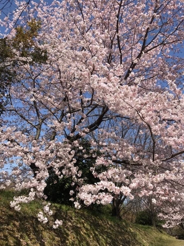 「小松中央公園で春を感じてきました♪」