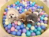 「ましゅまろ幼稚園🐾」