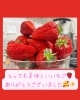 旬のいちごをたっぷり味わうひととき「ご家族様より大きないちごの差し入れをいただきました🍓」