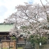 ■桜特集■【大分市・縣護国神社】