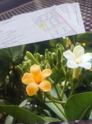 ハワイに咲く☆プアケニケニ「おうちdeフラ♪」