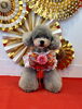 ここくん「Happy New Year」