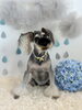 いっぽくん「わんこと梅雨☔️＆6月サロン予約状況」
